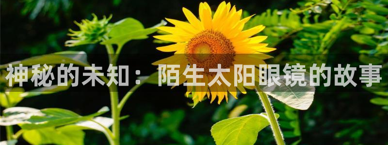 代理辉达娱乐平台