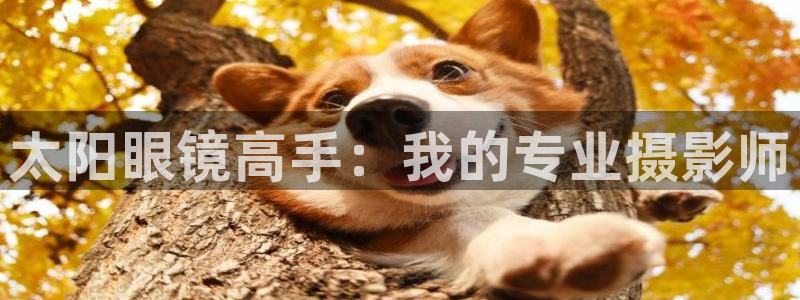 代理辉达娱乐
