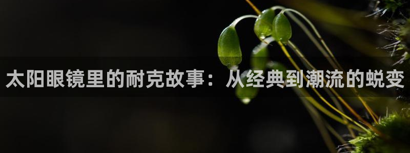 辉达娱乐加q75775