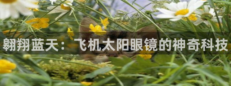 辉达平台官网首页
